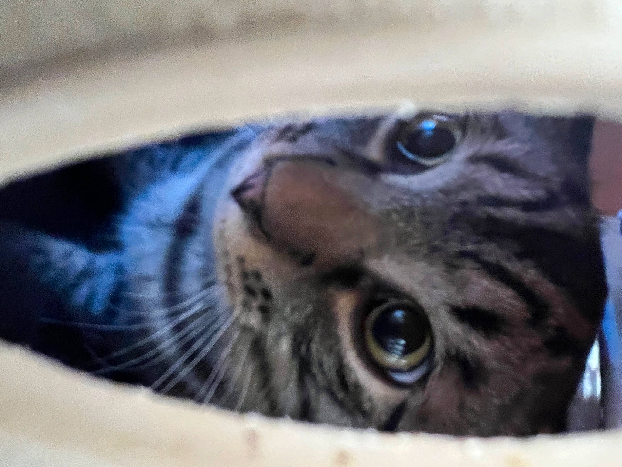 Spaz is registered to the contest to win money with this photo: carnivore, cat, close_up, comfort, domestic_short_haired_cat, electric_blue, felidae, fur, small_to_medium_sized_cats, snout, terrestrial_animal, whiskers, wildlife