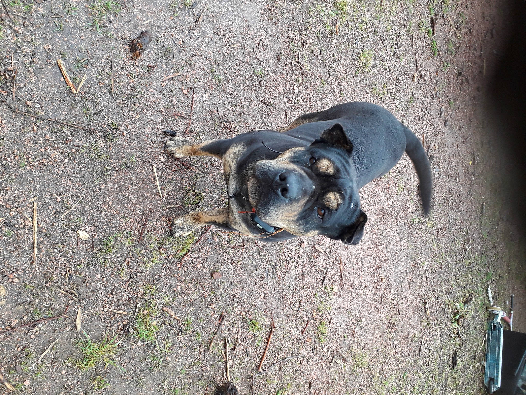 Magouille a rejoint le concours — aidez-le/la à gagner de superbes lots ! canidae, carnivore, companion_dog, dog, dog_breed, fawn, grass, non_sporting_group, paw, pet_supply, puppy, road_surface, shadow, snout, soil, sporting_group, street_dog, tail, terrestrial_animal, working_animal