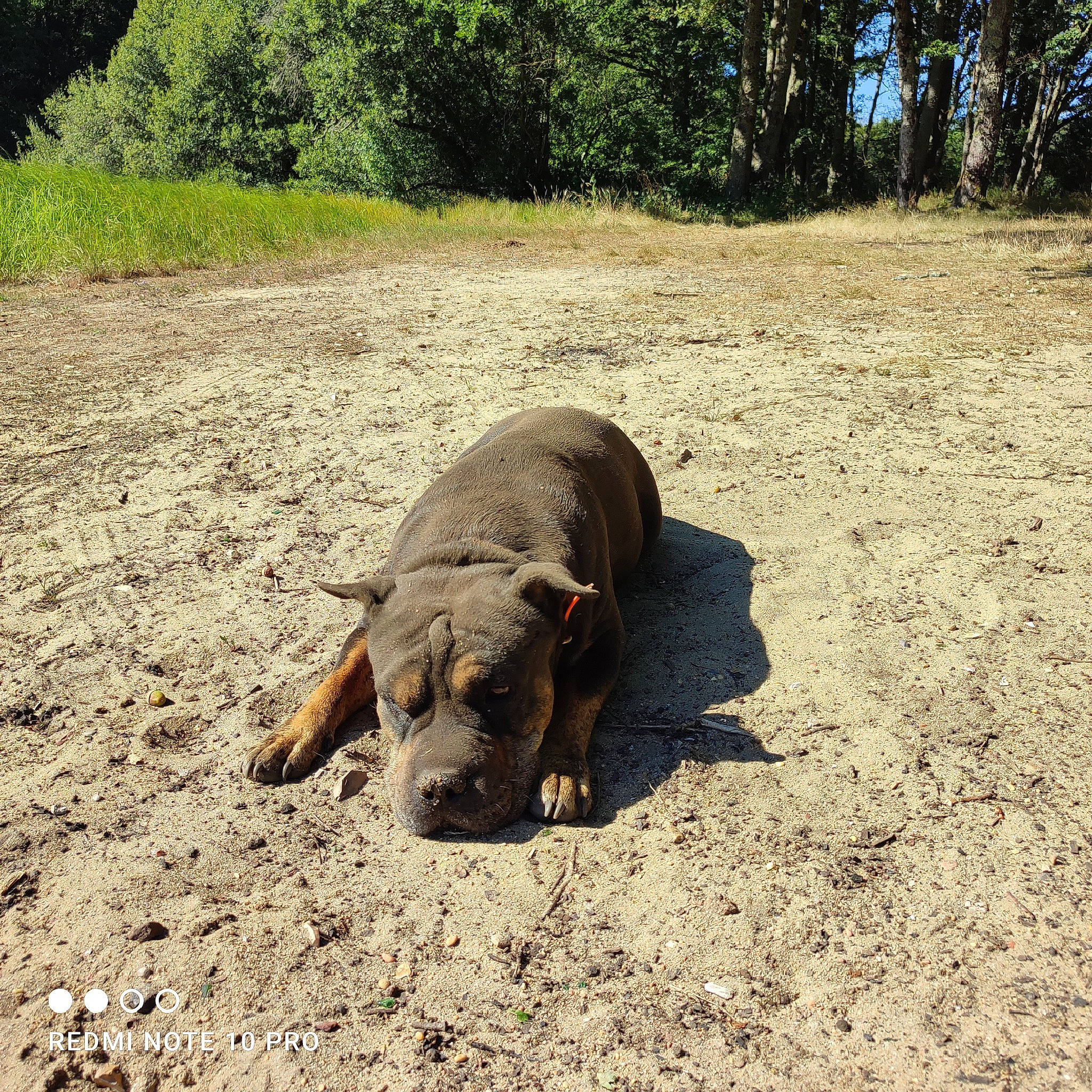 Magouille participe au concours pour gagner de l'argent avec cette photo : canidae, carnivore, comfort, dirt_road, dog, dog_breed, fawn, grass, landscape, paw, plant, sand, snout, soil, sporting_group, tail, terrestrial_animal, tree, wildlife, working_animal
