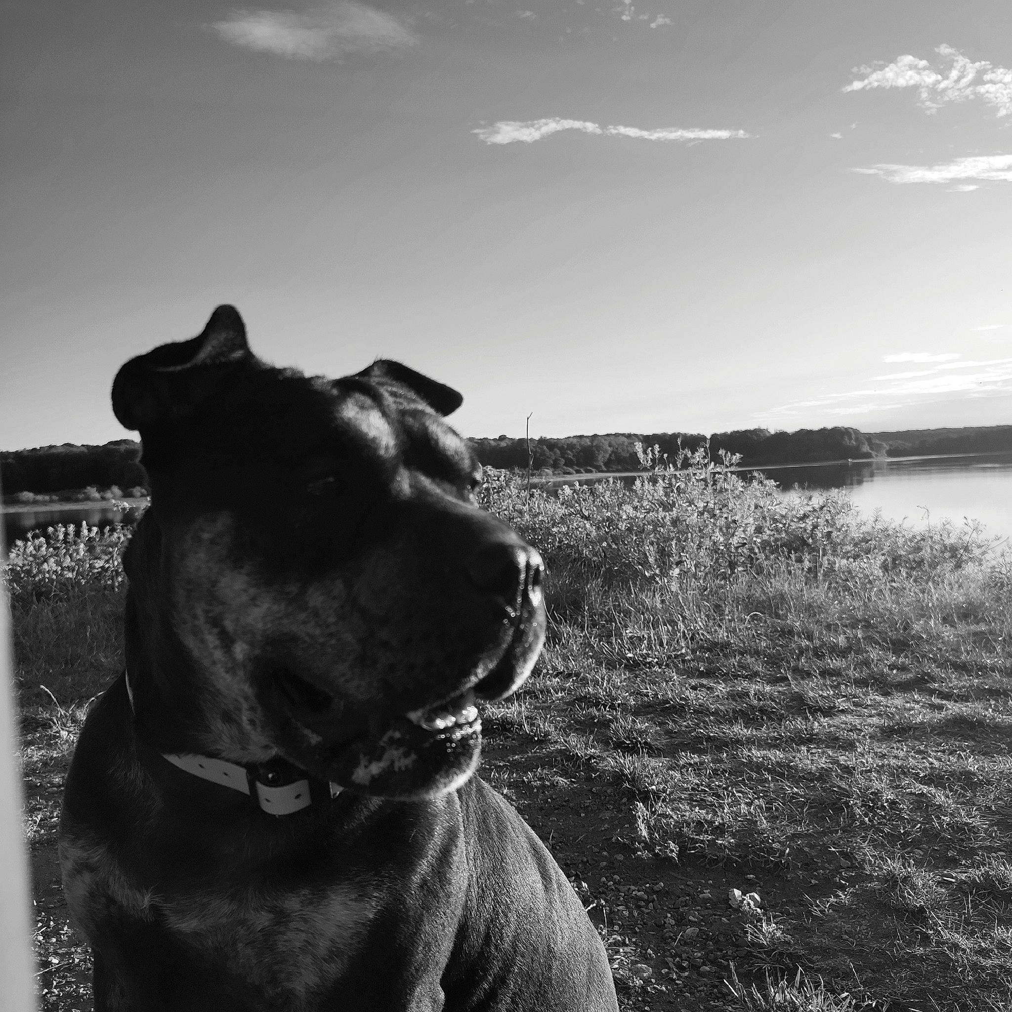 Magouille a rejoint le concours — aidez-le/la à gagner de superbes lots ! black_and_white, carnivore, cloud, collar, dog, dog_breed, dog_collar, flash_photography, grass, happy, landscape, monochrome, monochrome_photography, plant, sky, snout, sporting_group, style, water, working_animal