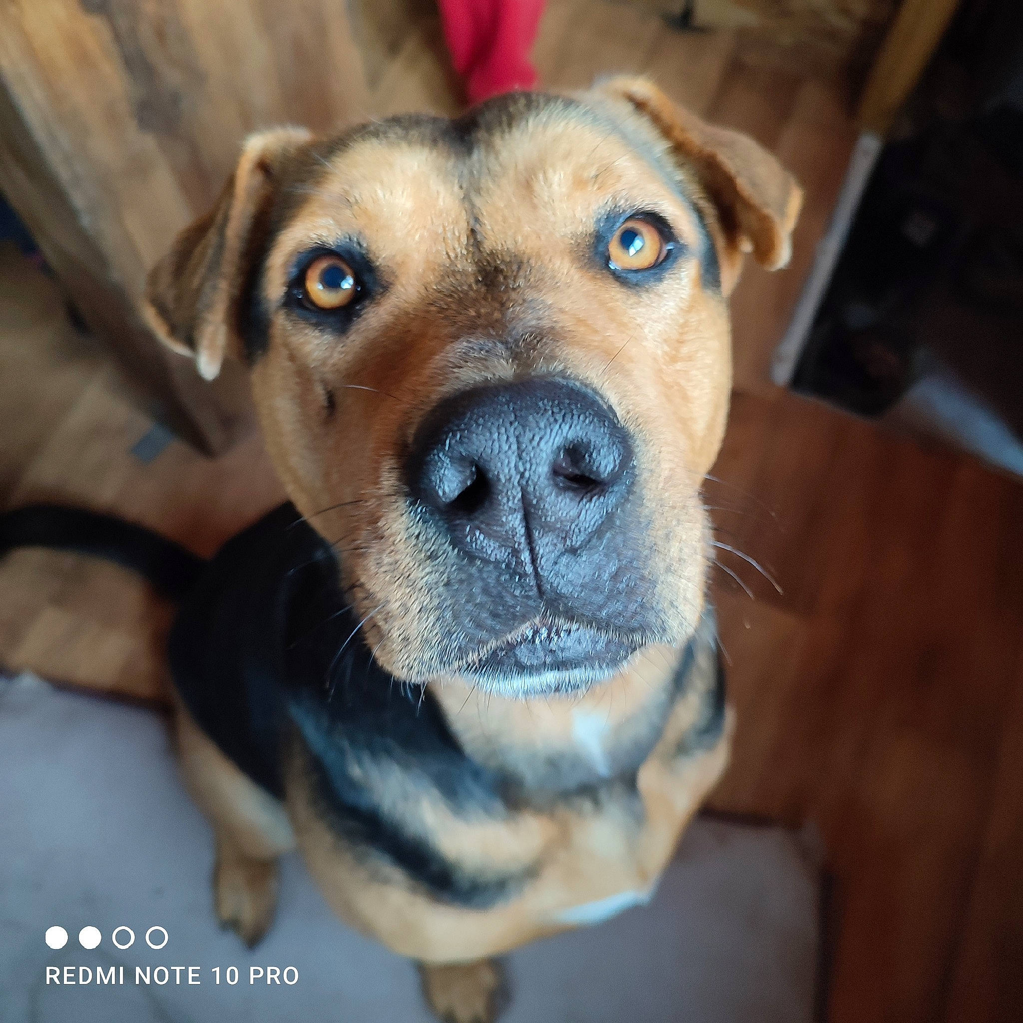 Gaï a rejoint le concours — aidez-le/la à gagner de superbes lots ! canidae, carnivore, companion_dog, dog, dog_breed, fawn, fur, guard_dog, non_sporting_group, puppy, snout, whiskers, working_animal, working_dog