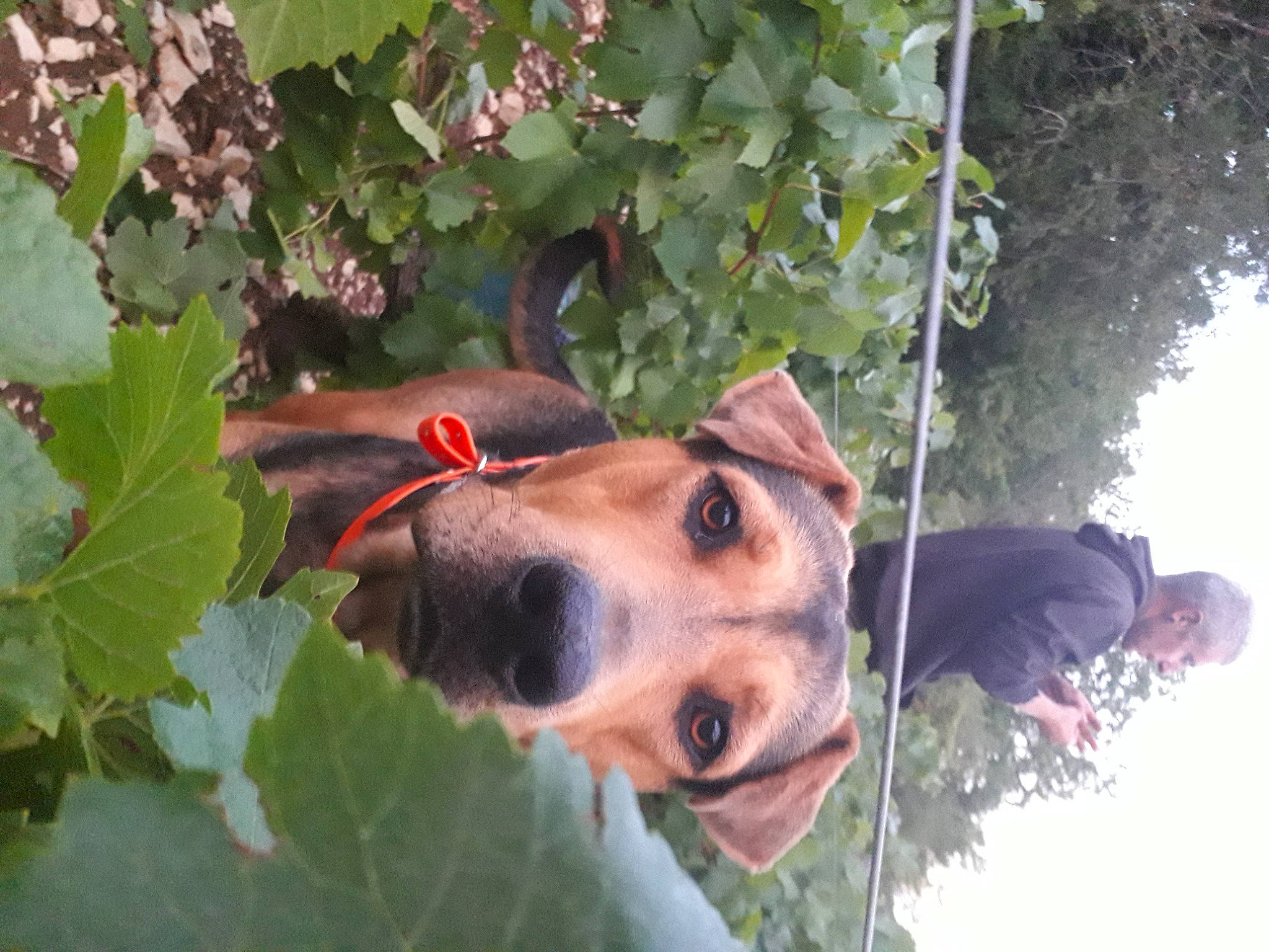 Gaï a rejoint le concours — aidez-le/la à gagner de superbes lots ! annual_plant, canidae, carnivore, companion_dog, dog, dog_breed, dog_supply, fawn, lifejacket, personal_protective_equipment, plant, sky, snout, sporting_group, sunglasses, tree, vitis, whiskers, wildlife, working_animal