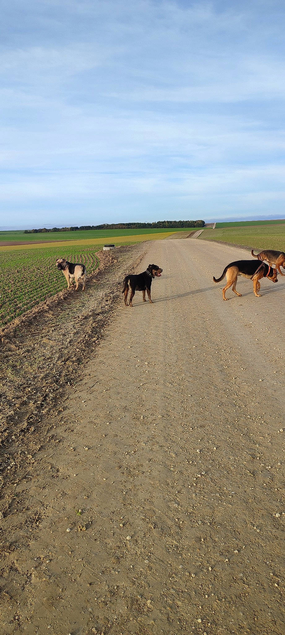Tomoko participe au concours pour gagner de l'argent avec cette photo : canidae, carnivore, cloud, dog, dog_breed, fawn, grassland, horizon, landscape, ocean, road, sand, shadow, sky, soil, sporting_group, steppe, tail, wildlife, working_animal