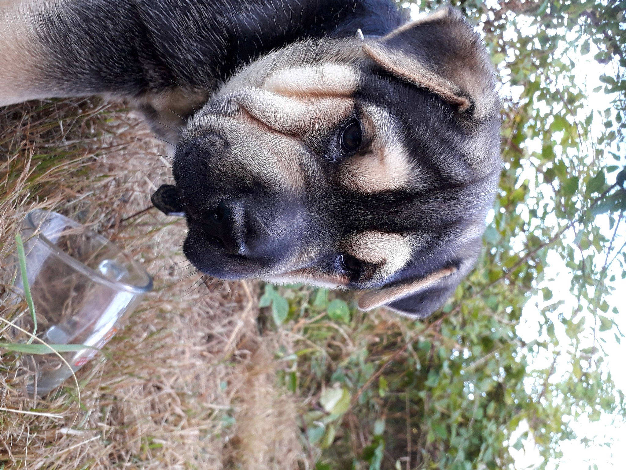 Tomoko a rejoint le concours — aidez-le/la à gagner de superbes lots ! canidae, dog_breed, fawn, fur, grass, natural_material, paw, plant, snout, sporting_group, terrestrial_animal, tree, vertebrate, wildlife, working_animal