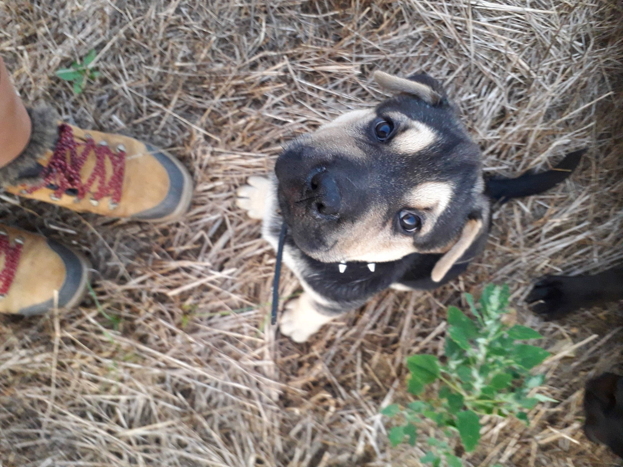 Tomoko participe au concours pour gagner de l'argent avec cette photo : canidae, carmine, carnivore, companion_dog, dog, dog_breed, fawn, foot, fur, grass, human_leg, plant, soil, sporting_group, street_dog, terrestrial_animal, tree, whiskers, wood, working_animal