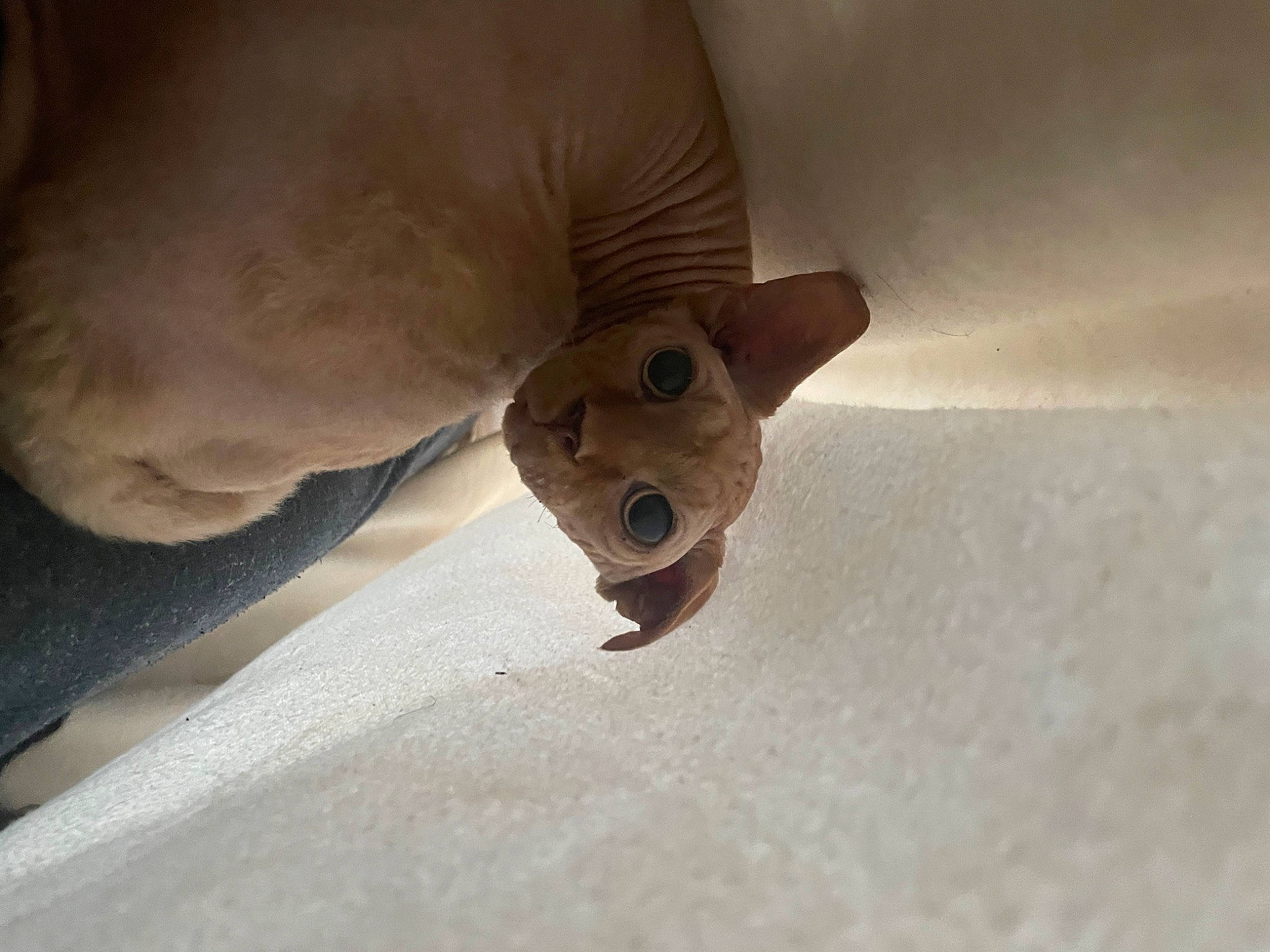 Sylas participe au concours pour gagner de l'argent avec cette photo : carnivore, clay, dog_breed, fawn, felidae, fish, flooring, foot, insect, paw, small_to_medium_sized_cats, snout, stuffed_toy, tail, teddy_bear, terrestrial_animal, toy, whiskers, wood, working_animal