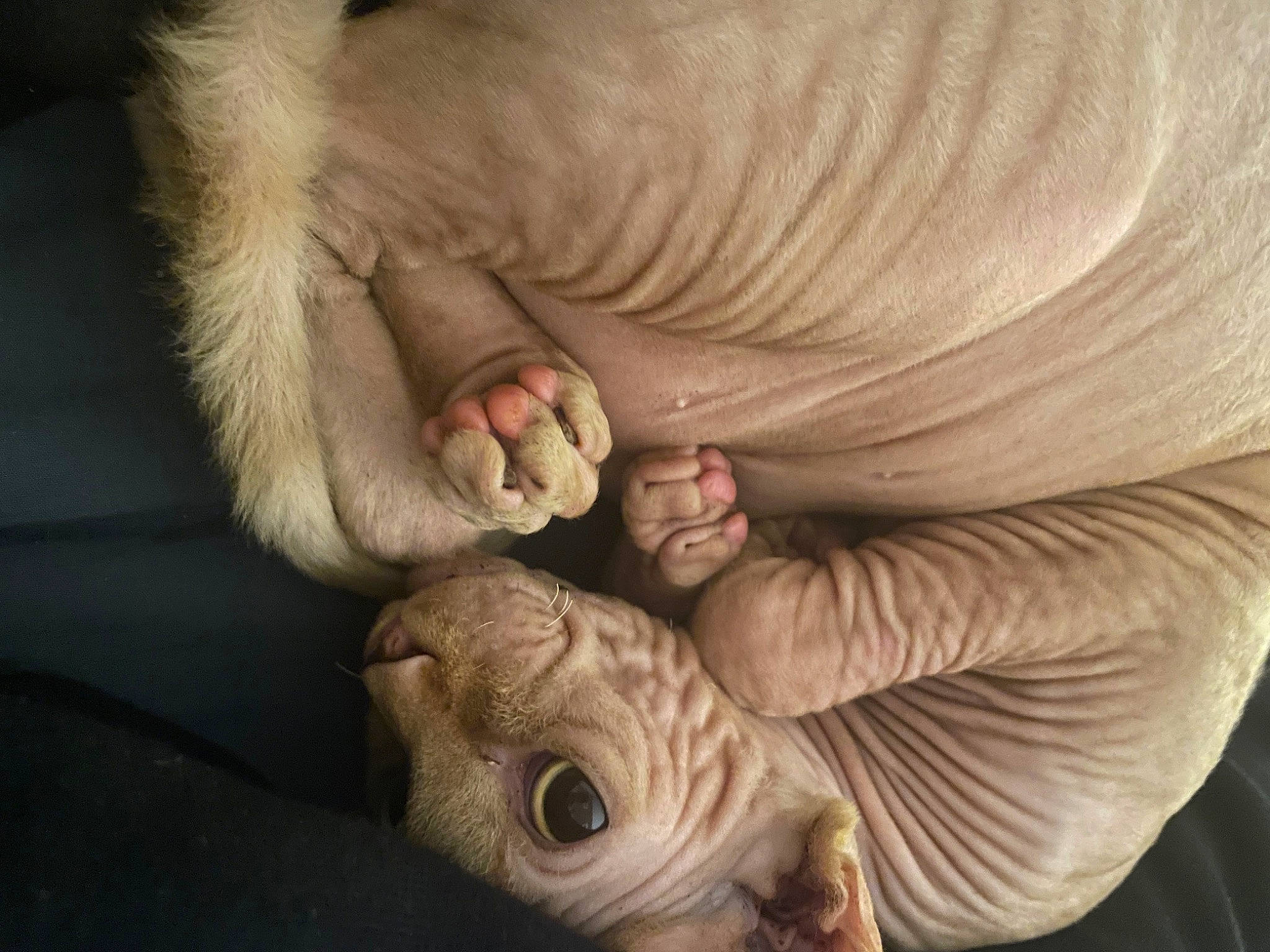 Sylas participe au concours pour gagner de l'argent avec cette photo : child, comfort, ear, finger, flesh, foot, gesture, hand, human_body, jaw, mouth, nail, nose, paw, plant, skin, thumb, tree, wood, wrinkle