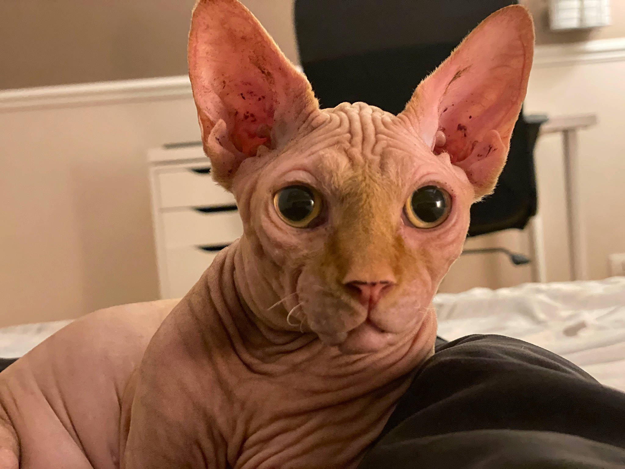 Sylas participe au concours pour gagner de l'argent avec cette photo : art, artifact, clay, donskoy, ear, fawn, felidae, flesh, fur, jaw, mammal, peterbald, snout, sphynx, tail, terrestrial_animal, toy, vertebrate, whiskers, wrinkle