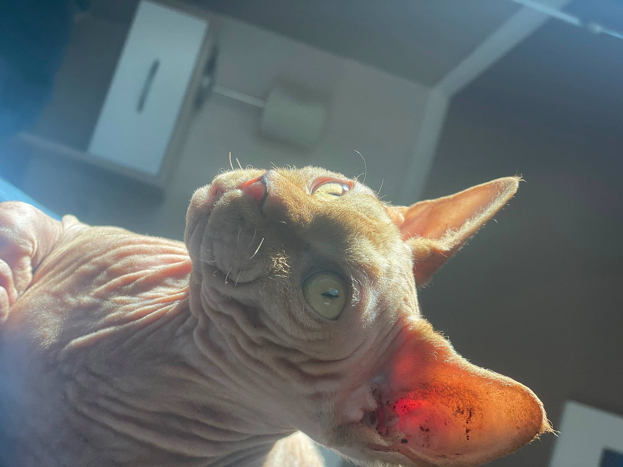 Sylas a rejoint le concours — aidez-le/la à gagner de superbes lots ! art, ear, fawn, felidae, flesh, fur, light_switch, liver, livestock, peterbald, small_to_medium_sized_cats, snout, tail, terrestrial_animal, toy, wall_plate, whiskers, wildlife, window, wrinkle