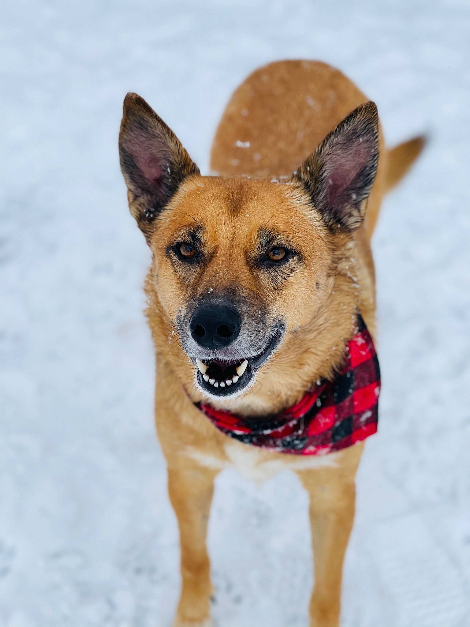 Charlee joined the competition — help win amazing prizes! canidae, carnivore, collar, companion_dog, dog, dog_breed, dog_collar, dog_supply, fawn, foot, snow, sporting_group, winter, working_animal, working_dog