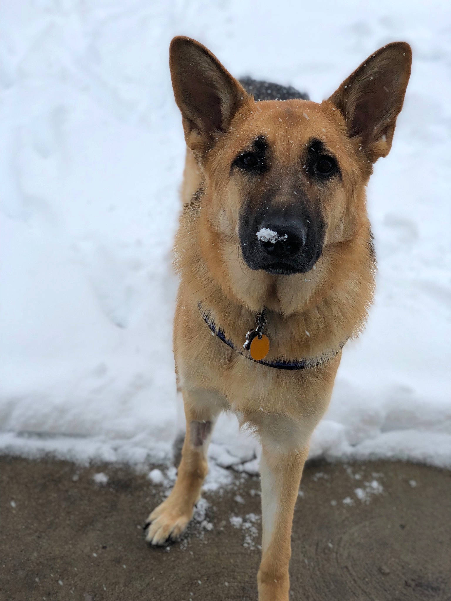 Oakley is registered to the contest to win money with this photo: belgian_shepherd, belgian_shepherd_malinois, canidae, carnivore, dog, dog_breed, east_european_shepherd, fawn, german_shepherd_dog, headwear, joy, king_shepherd, kunming_wolfdog, mammal, old_german_shepherd_dog, person, police_dog, rare_breed_dog, shiloh_shepherd_dog, snout