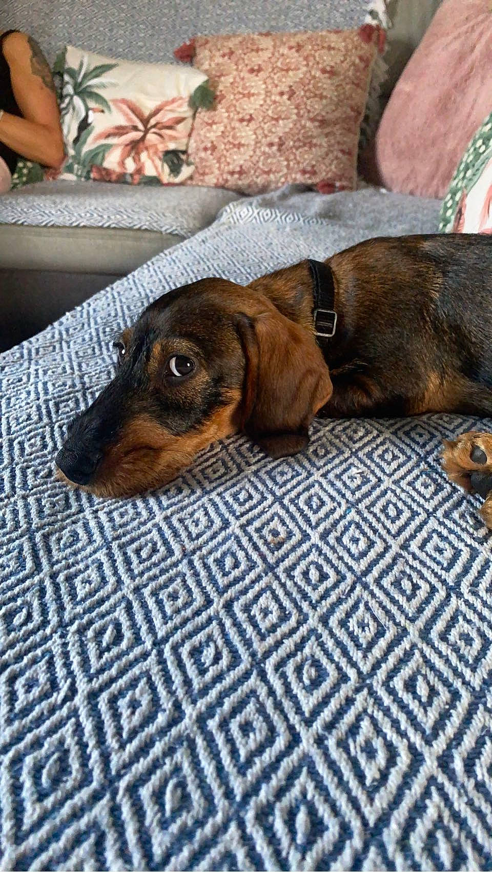 Lucien participe au concours pour gagner de l'argent avec cette photo : brown, canidae, carnivore, comfort, companion_dog, dog, dog_breed, fawn, flooring, hardwood, hound, linens, liver, pet_supply, scent_hound, snout, sporting_group, terrestrial_animal, wood, working_animal