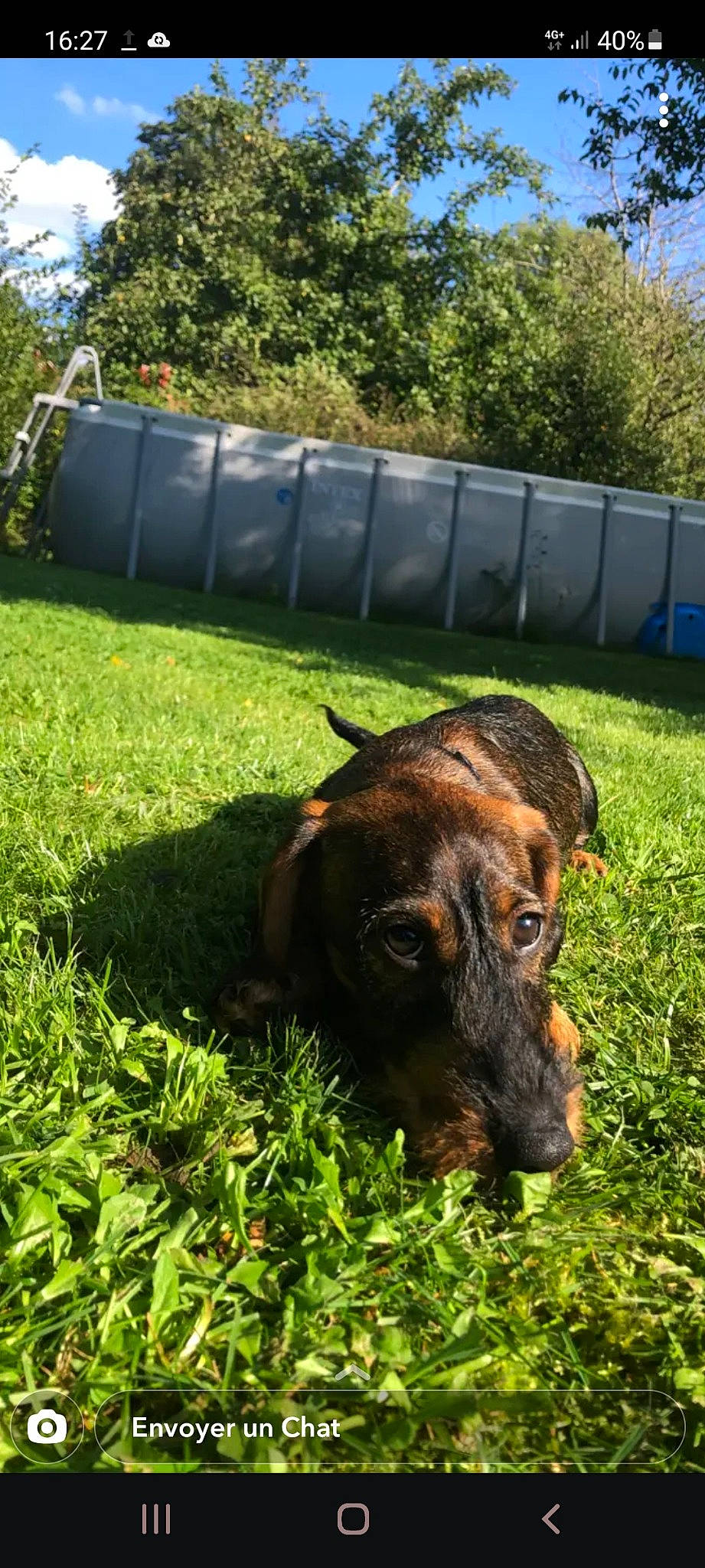 Lucien a rejoint le concours — aidez-le/la à gagner de superbes lots ! canidae, carnivore, companion_dog, dog, dog_breed, fawn, fence, garden, grass, grassland, groundcover, guard_dog, lawn, liver, plant, sky, tail, terrestrial_animal, tree, working_animal