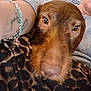dog, brown_dog, close_up, pet, animal, face, snuggling, person, tattoo, bracelet, leopard_print, blanket, gray_sweater, indoor, cozy, cute, companion, portrait, furry, domestic_animal