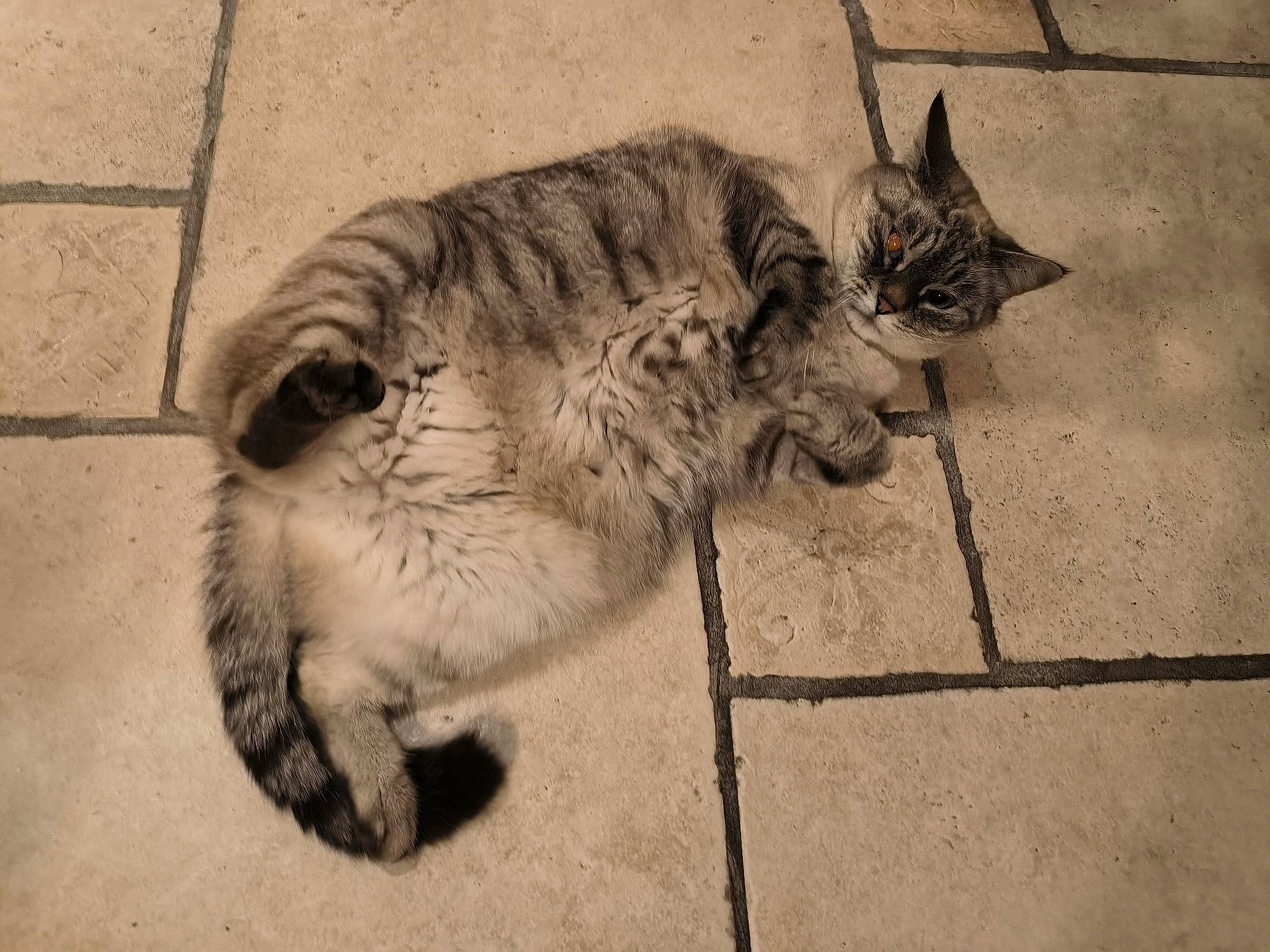 Iris participe au concours pour gagner de l'argent avec cette photo : art, carnivore, cat, claw, domestic_short_haired_cat, felidae, flooring, grey, hair, leg, monochrome, monochrome_photography, paw, small_to_medium_sized_cats, snout, style, tail, terrestrial_animal, whiskers, wildlife