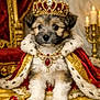 animal, candles, cape, crown, cute, decor, dog, fur, gold, indoor, jewels, luxury, necklace, pet, portrait, puppy, red, royalty, scepter, throne