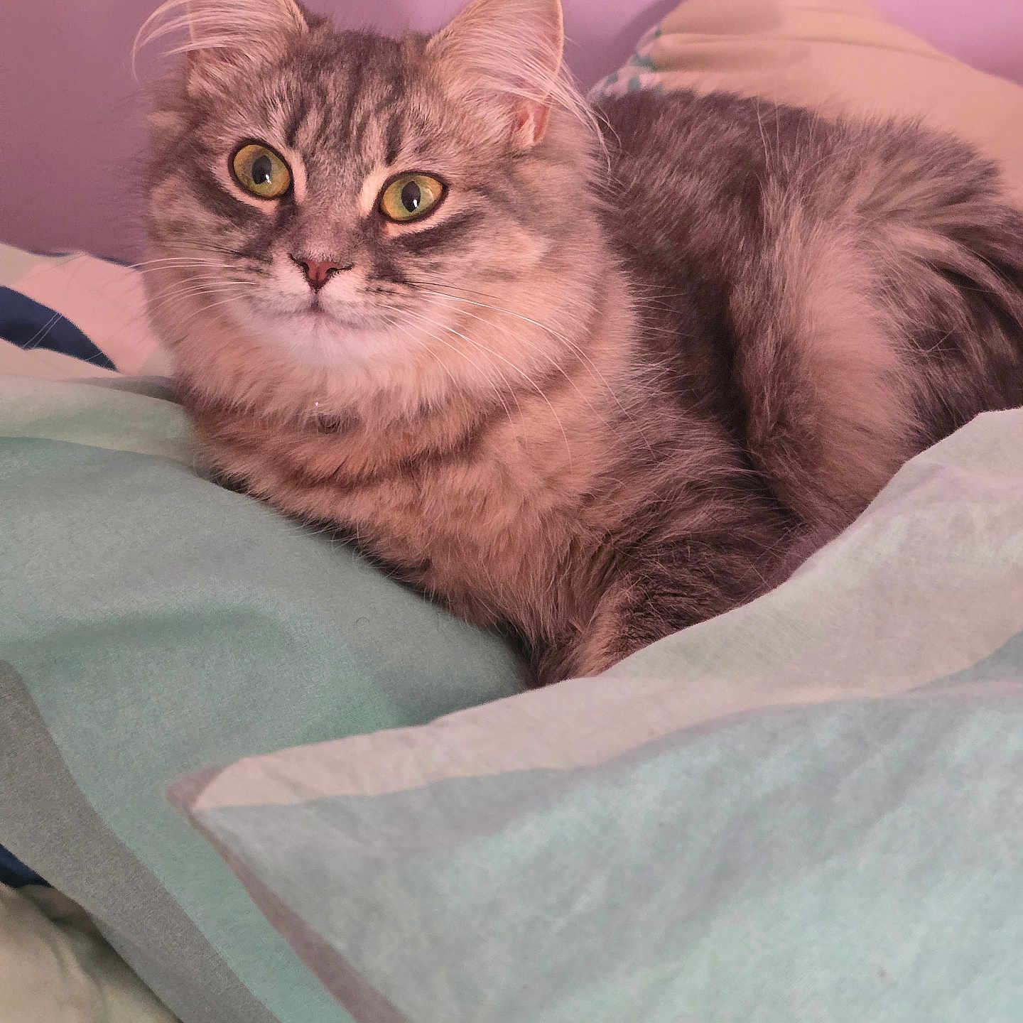 Mimicha participe au concours pour gagner de l'argent avec cette photo : animal, bed, blanket, cat, close_up, cozy, curious, cute, ears, feline, fluffy, fur, green_eyes, indoor, pet, pillows, resting, soft_lighting, tabby_cat, whiskers