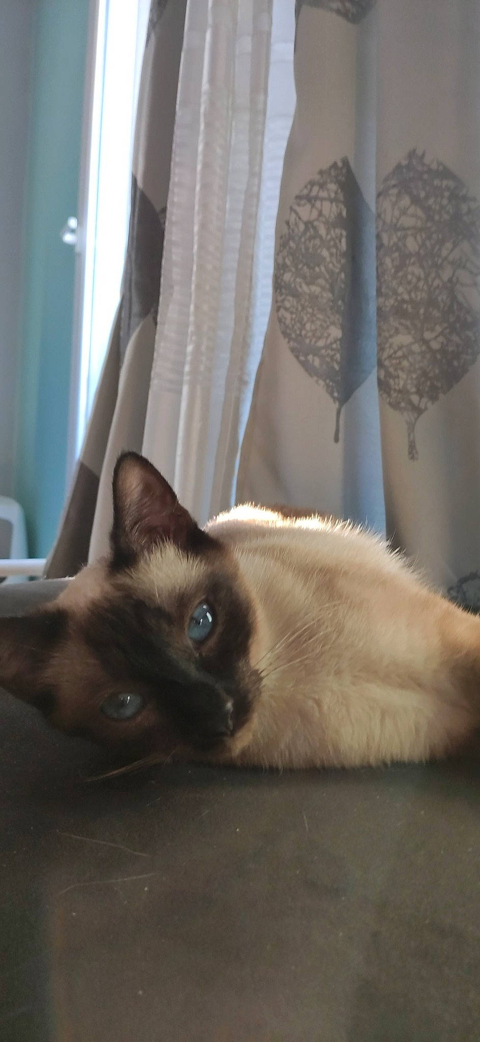 Phibie a rejoint le concours — aidez-le/la à gagner de superbes lots ! balinese, birman, burmese, carnivore, cat, colorpoint_shorthair, fawn, felidae, himalayan, javanese, ojos_azules, ragdoll, siamese, small_to_medium_sized_cats, snout, snowshoe, tail, thai, tonkinese, whiskers