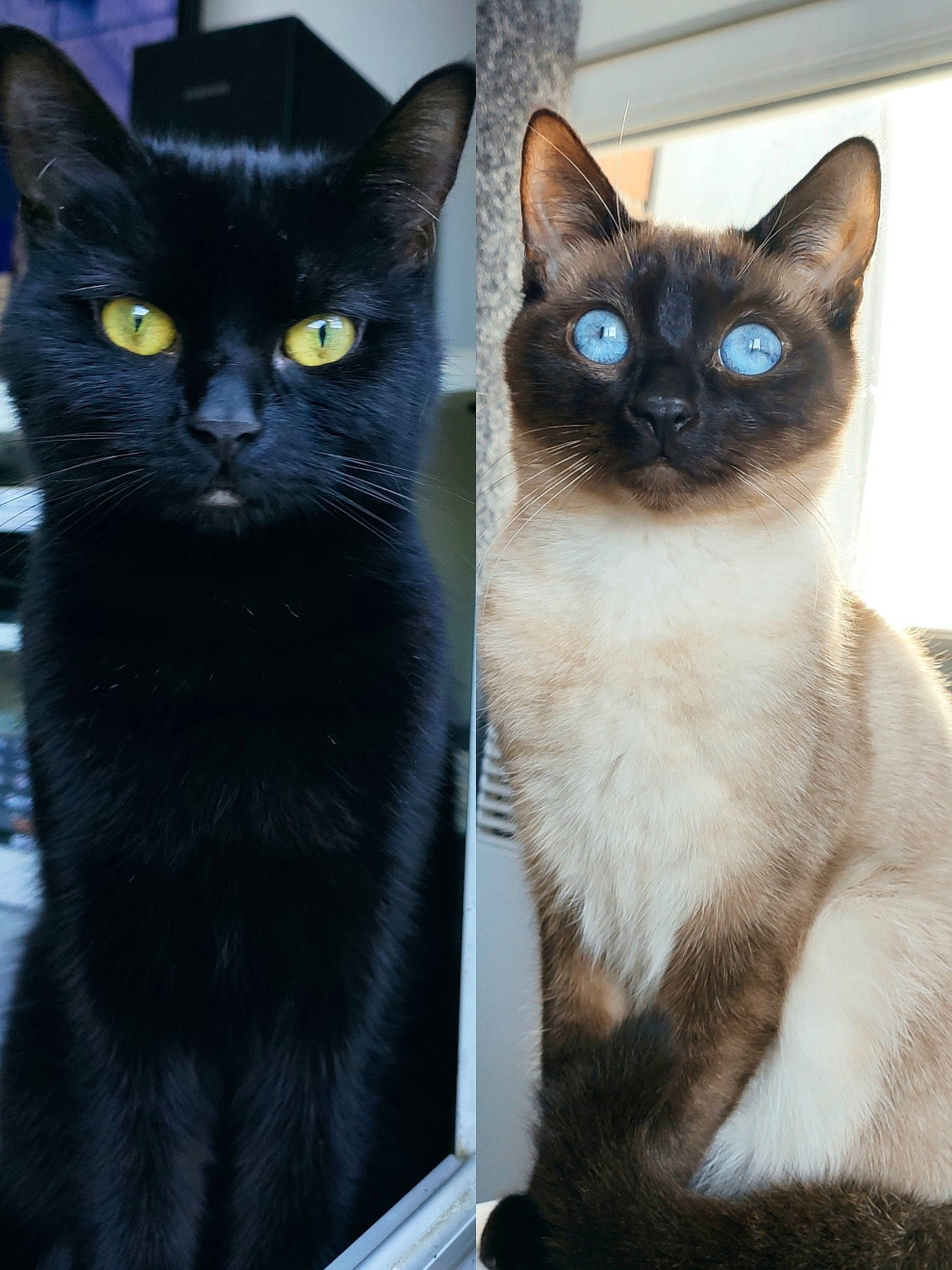 Phibie participe au concours pour gagner de l'argent avec cette photo : asian, black_cat, bombay, burmese, carnivore, cat, domestic_short_haired_cat, felidae, javanese, kitten, korat, mammal, ojos_azules, polydactyl_cat, siamese, small_to_medium_sized_cats, thai, tonkinese, vertebrate, whiskers