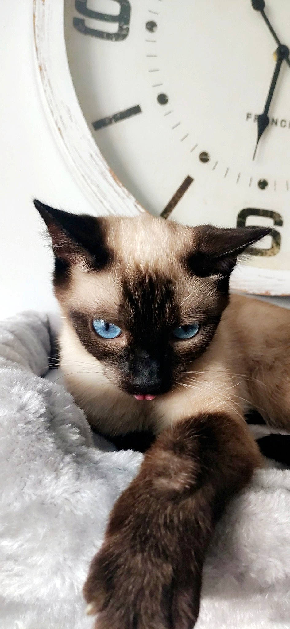 Phibie participe au concours pour gagner de l'argent avec cette photo : balinese, birman, burmese, carnivore, cat, colorpoint_shorthair, eye, felidae, himalayan, javanese, mammal, ojos_azules, siamese, small_to_medium_sized_cats, snout, snowshoe, thai, tonkinese, vertebrate, whiskers