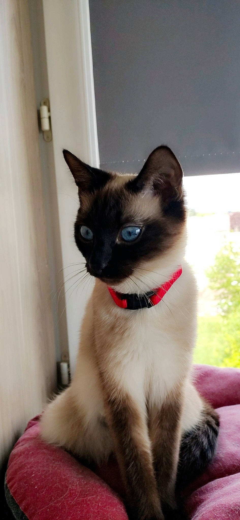 Phibie participe au concours pour gagner de l'argent avec cette photo : asian, balinese, birman, burmese, carnivore, cat, colorpoint_shorthair, eye, felidae, javanese, kitten, mammal, ojos_azules, siamese, small_to_medium_sized_cats, snowshoe, thai, tonkinese, vertebrate, whiskers