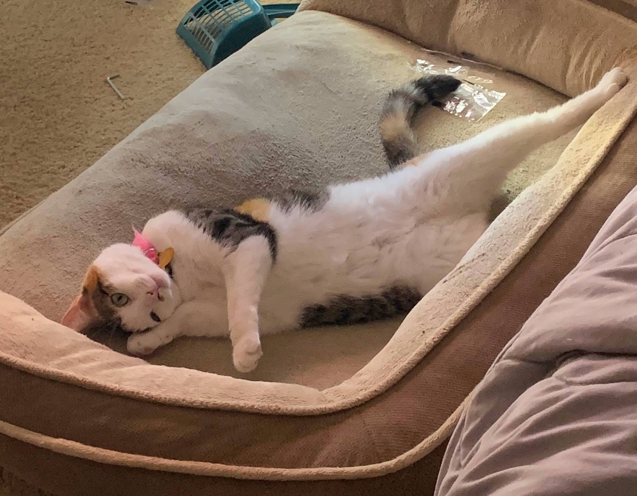 Cleo joined the competition — help win amazing prizes! bedding, canidae, carnivore, cat, cat_bed, cat_supply, comfort, companion_dog, couch, domestic_short_haired_cat, fawn, felidae, fur, linens, nap, paw, pet_supply, small_to_medium_sized_cats, tail, whiskers