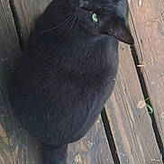 Lotus is registered to the contest to win money with this photo: cat, black_cat, animal, pet, green_eyes, whiskers, ears, fur, tail, lying_down, outdoor, wooden_deck, wood, backyard, portrait, close_up, relaxed, curious, domestic_animal, natural_light