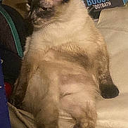 Nemesis is registered to the contest to win money with this photo: cat, fluffy, sitting, relaxed, indoor, couch, furniture, domestic_animal, pet, animal, box, household, side_view, mammal, feline, brown, white, black, markings, lazy