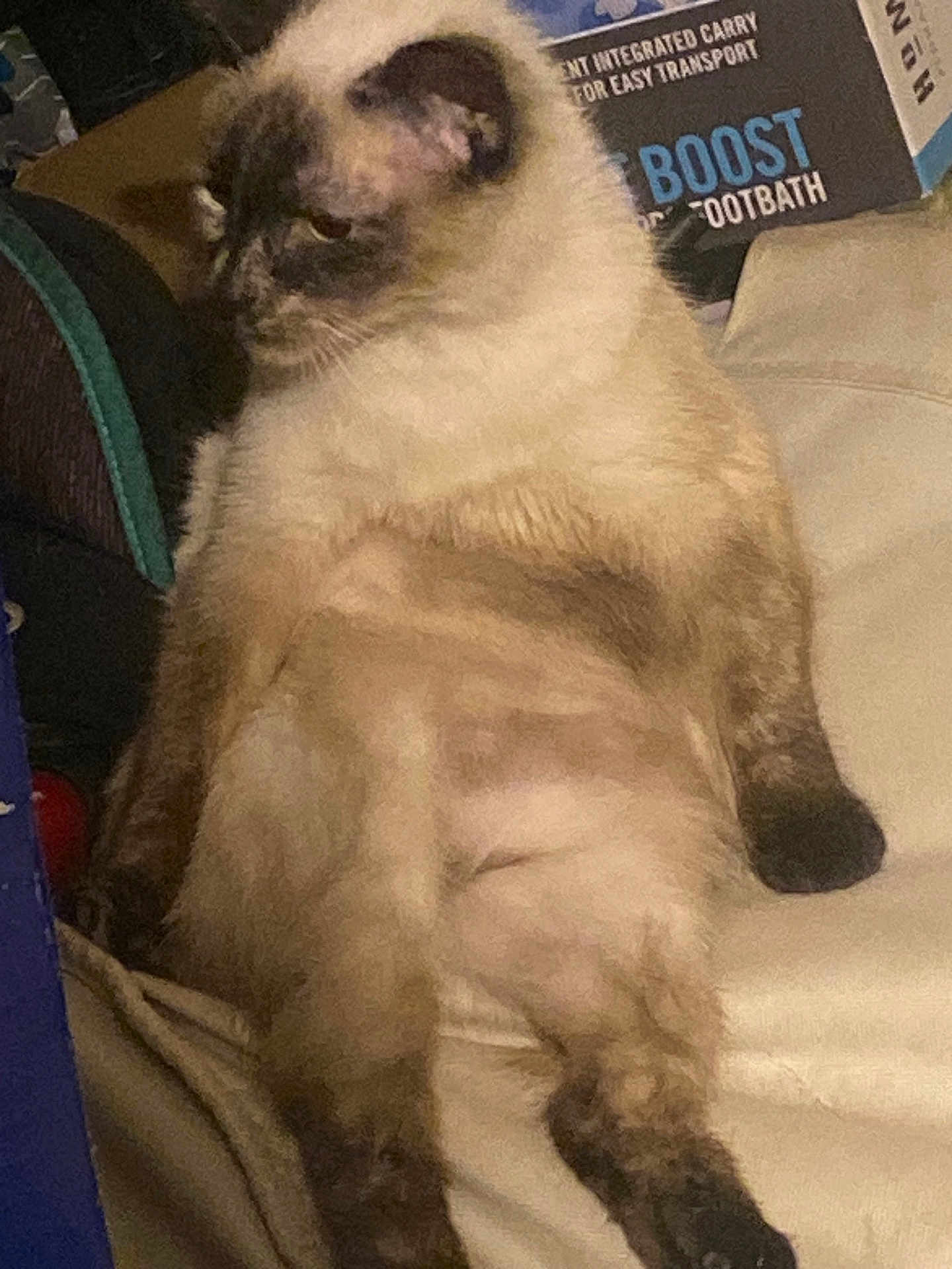 Nemesis is registered to the contest to win money with this photo: cat, fluffy, sitting, relaxed, indoor, couch, furniture, domestic_animal, pet, animal, box, household, side_view, mammal, feline, brown, white, black, markings, lazy