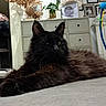 cat, black_cat, long_hair, fluffy, feline, animal, pet, lying_down, relaxed, portrait, green_eyes, pointed_ears, whiskers, fur, bed, bedroom, dresser, family_photos, houseplant, indoor
