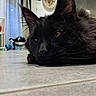 cat, black_cat, long_hair, fluffy, feline, animal, pet, lying_down, floor, tile_floor, indoor, home, living_room, large_ears, whiskers, green_eyes, portrait, close_up, social_media, story