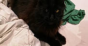 Arthur participe au concours pour gagner de l'argent avec cette photo : black_cat, cat, long_hair, fluffy, feline, pet, animal, golden_eyes, pointed_ears, whiskers, bed, bedding, white_sheets, green_clothing, bedroom, indoor, lying_down, relaxed, portrait, dark_fur