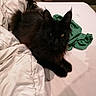 black_cat, cat, long_hair, fluffy, feline, pet, animal, golden_eyes, pointed_ears, whiskers, bed, bedding, white_sheets, green_clothing, bedroom, indoor, lying_down, relaxed, portrait, dark_fur
