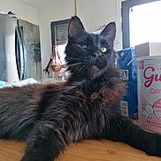 Arthur a rejoint le concours — aidez-le/la à gagner de superbes lots ! cat, black_cat, fluffy, long_hair, feline, green_eye, animal, pet, portrait, close_up, indoor, kitchen, table, wood, grocery_boxes, sitting, lounging, whiskers, ears, fur