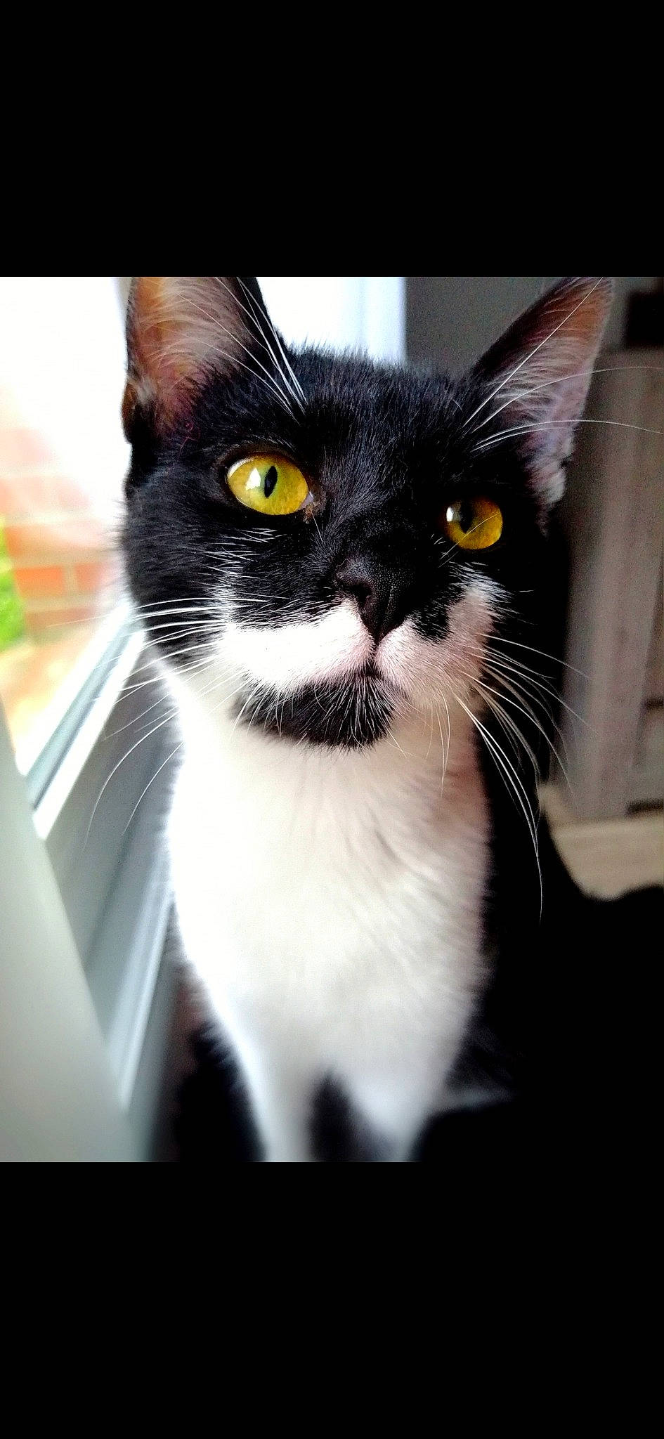 Perle participe au concours pour gagner de l'argent avec cette photo : aegean_cat, american_wirehair, asian, black_and_white, black_cat, carnivore, cat, domestic_short_haired_cat, eye, felidae, kitten, mammal, photo_caption, polydactyl_cat, small_to_medium_sized_cats, snapshot, snout, vertebrate, whiskers