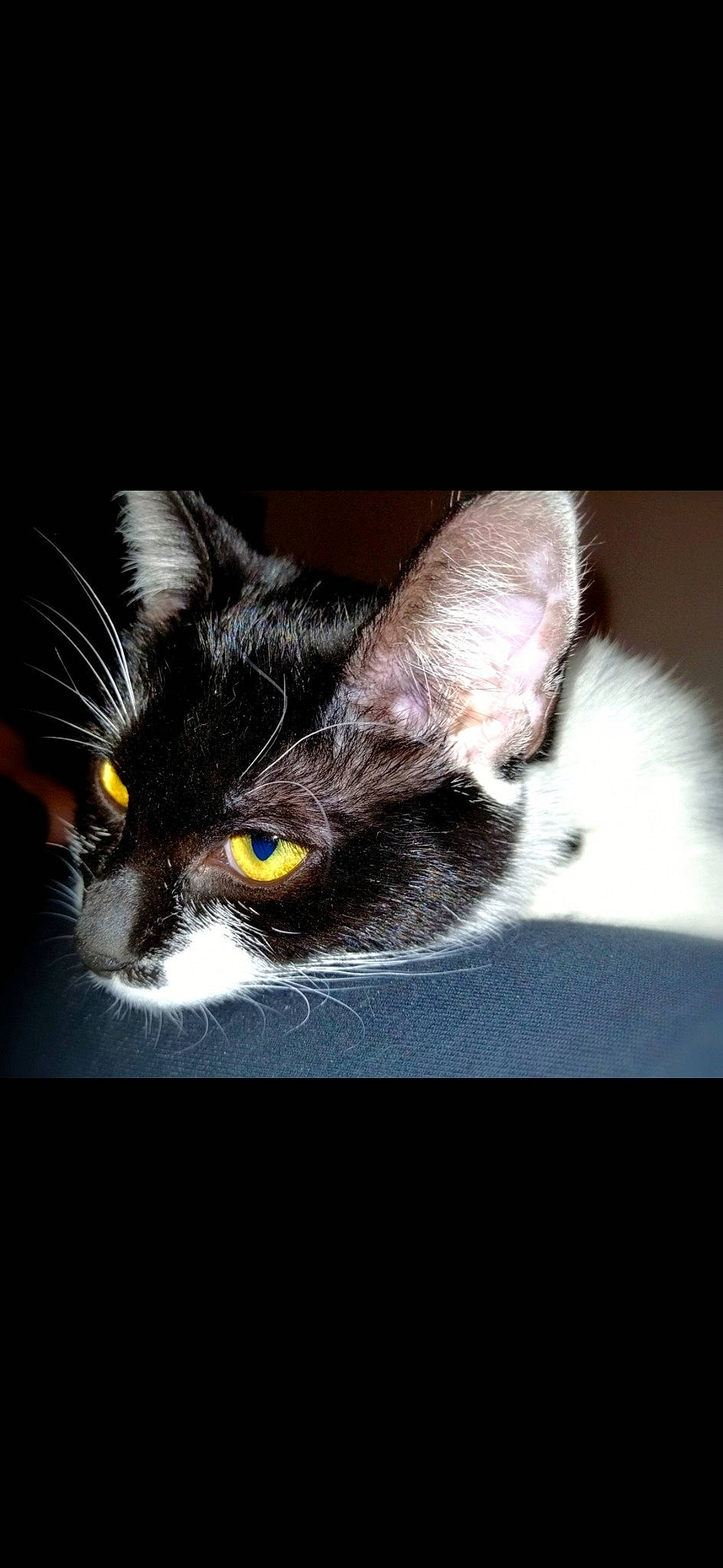 Perle participe au concours pour gagner de l'argent avec cette photo : black_and_white, black_cat, carnivore, cat, domestic_short_haired_cat, ear, european_shorthair, eye, felidae, fur, kitten, norwegian_forest_cat, photo_caption, photography, polydactyl_cat, small_to_medium_sized_cats, snout, whiskers