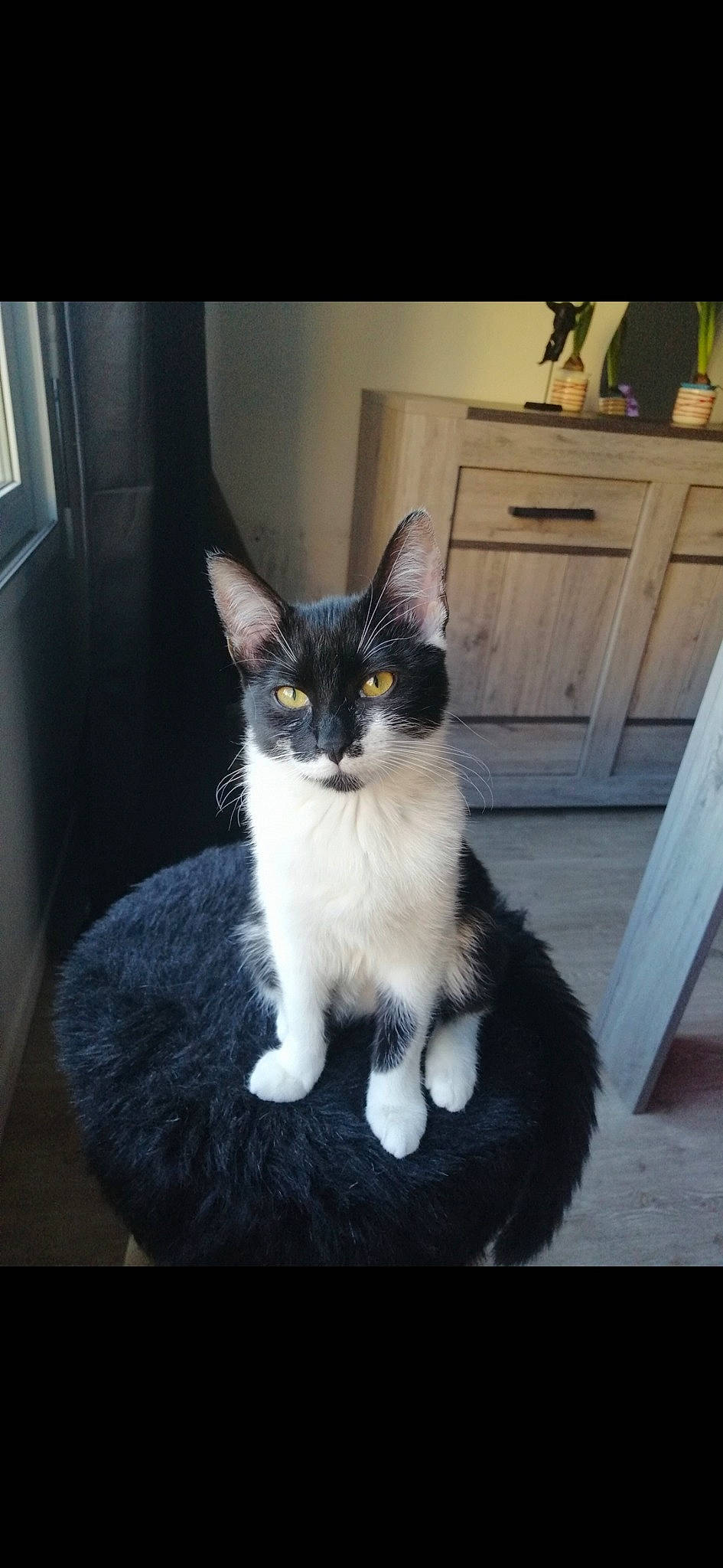 Perle participe au concours pour gagner de l'argent avec cette photo : aegean_cat, american_wirehair, asian, black_and_white, carnivore, cat, domestic_short_haired_cat, european_shorthair, eye, felidae, german_rex, kitten, mammal, photo_caption, photography, polydactyl_cat, small_to_medium_sized_cats, snapshot, vertebrate, whiskers