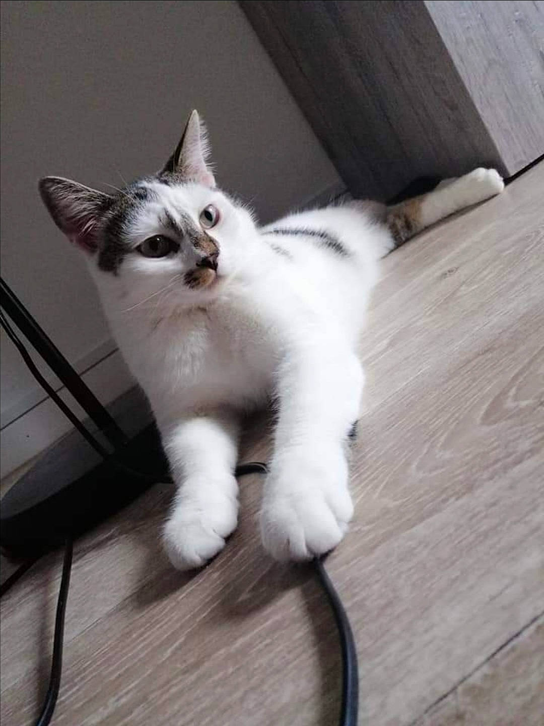 Plumeau participe au concours pour gagner de l'argent avec cette photo : aegean_cat, asian, carnivore, cat, domestic_short_haired_cat, felidae, kitten, mammal, paw, polydactyl_cat, ragdoll, small_to_medium_sized_cats, tail, turkish_van, vertebrate, whiskers