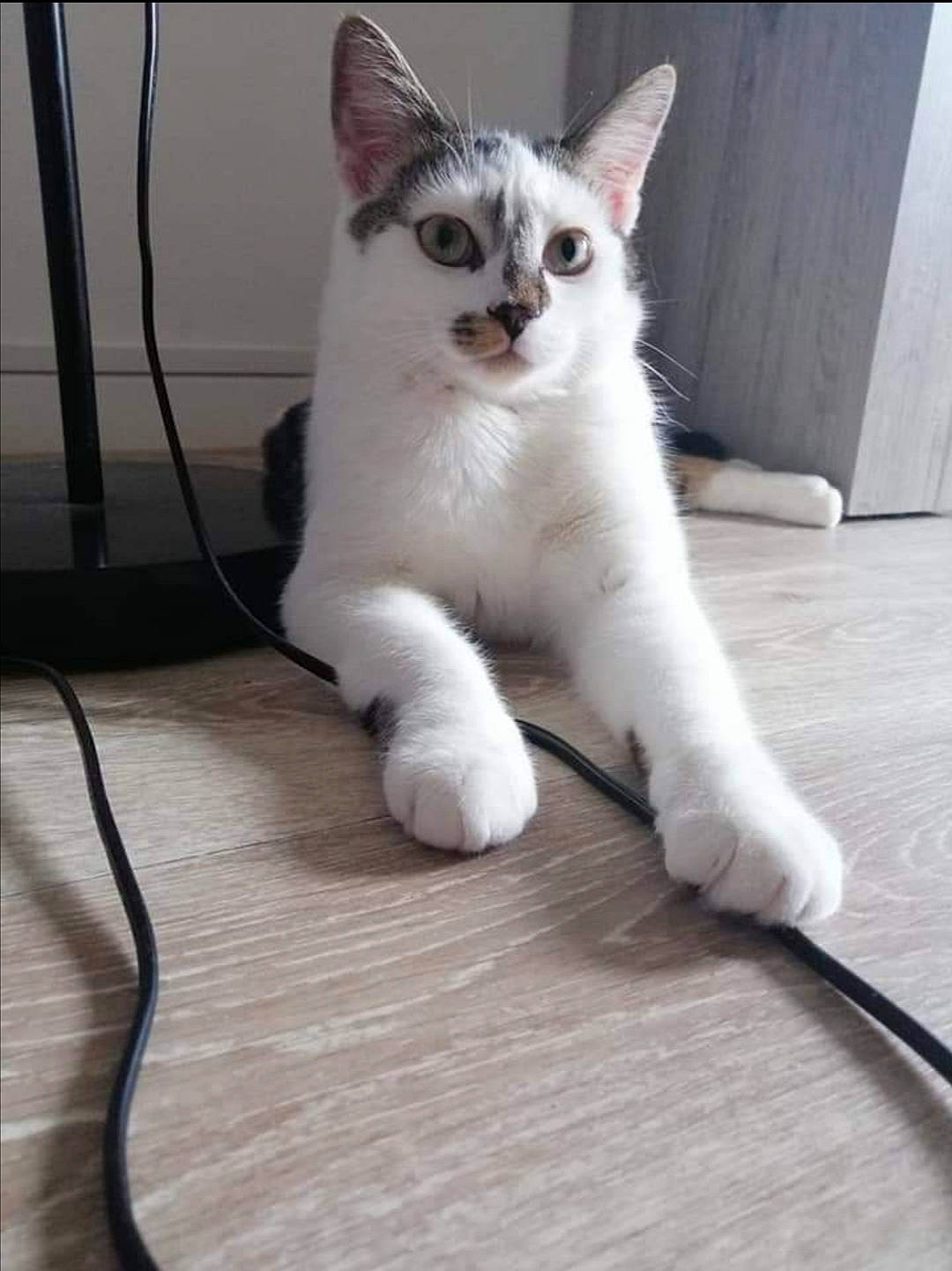 Plumeau a rejoint le concours — aidez-le/la à gagner de superbes lots ! aegean_cat, american_wirehair, asian, burmilla, carnivore, cat, domestic_short_haired_cat, eye, felidae, khao_manee, kitten, mammal, ojos_azules, polydactyl_cat, small_to_medium_sized_cats, tail, thai, turkish_angora, vertebrate, whiskers