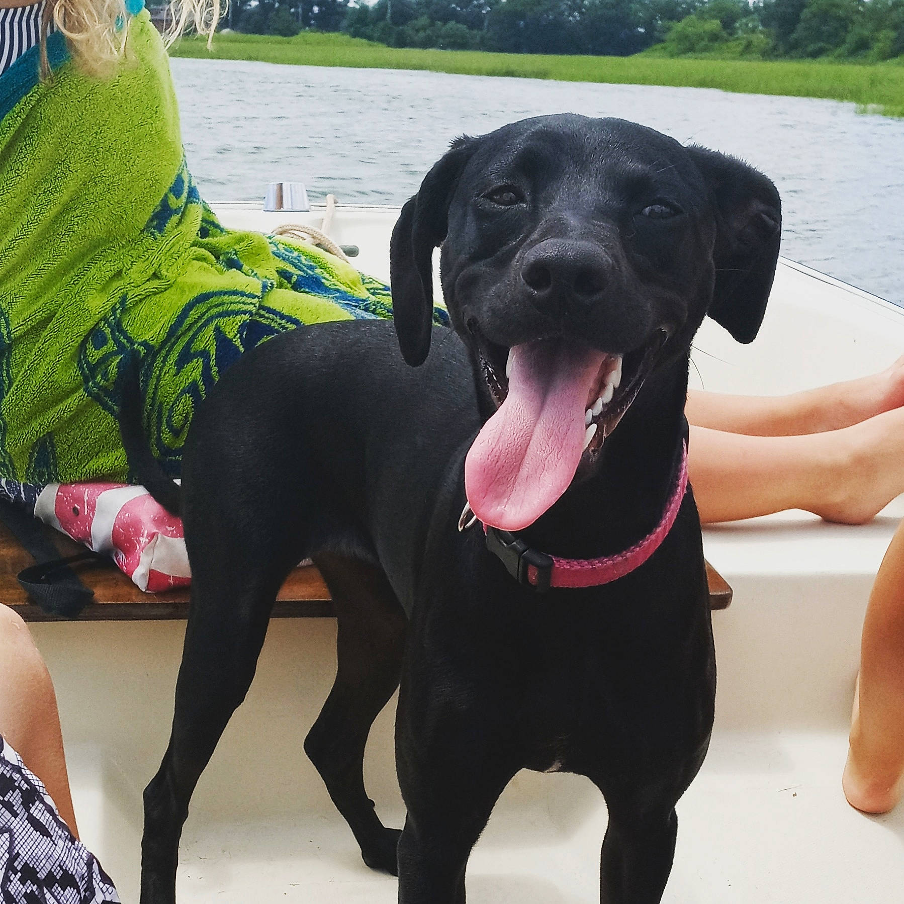 Kaya joined the competition — help win amazing prizes! beagador, borador, canidae, carnivore, companion_dog, dog, dog_breed, flat_coated_retriever, hunting_dog, labrador_retriever, mammal, patterdale_terrier, pointing_breed, rare_breed_dog, retriever, snout, sporting_group, tail, vertebrate