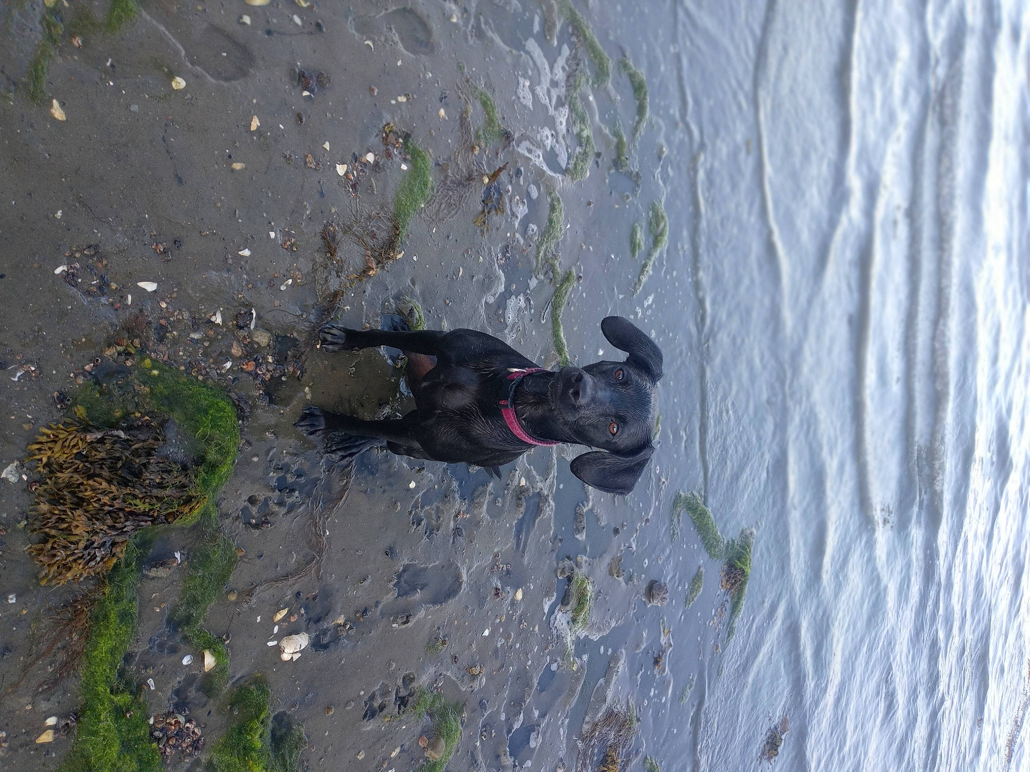 Kaya joined the competition — help win amazing prizes! adventure, canidae, dog_breed, sporting_group