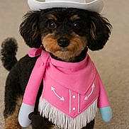 Annie joined the competition — help win amazing prizes! dog, pet, cowboy_hat, pink_bandana, costume, black_fur, brown_fur, indoor, carpet, cute, portrait, animal, small_dog, fringe, button, adorable, looking_at_camera, funny_costume, domestic_animal, toy_arms