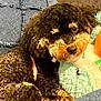 Annie is registered to the contest to win money with this photo: animal, ball, canine, couch, cushion, dog, football, furniture, homedecor, pet, plush, poodle, puppy, soccer, soccerball, sport, tennis, tennisball, terrier, toy