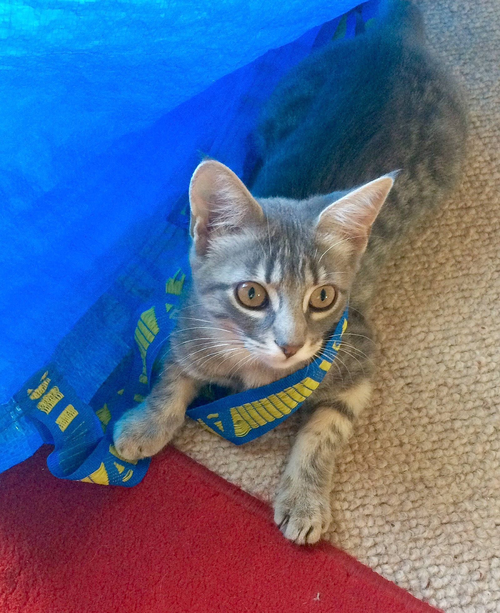 Plume participe au concours pour gagner de l'argent avec cette photo : aegean_cat, asian, australian_mist, california_spangled, carnivore, cat, chausie, domestic_short_haired_cat, european_shorthair, fawn, felidae, german_rex, kitten, mammal, ocicat, pixie_bob, sky, small_to_medium_sized_cats, tabby_cat, whiskers