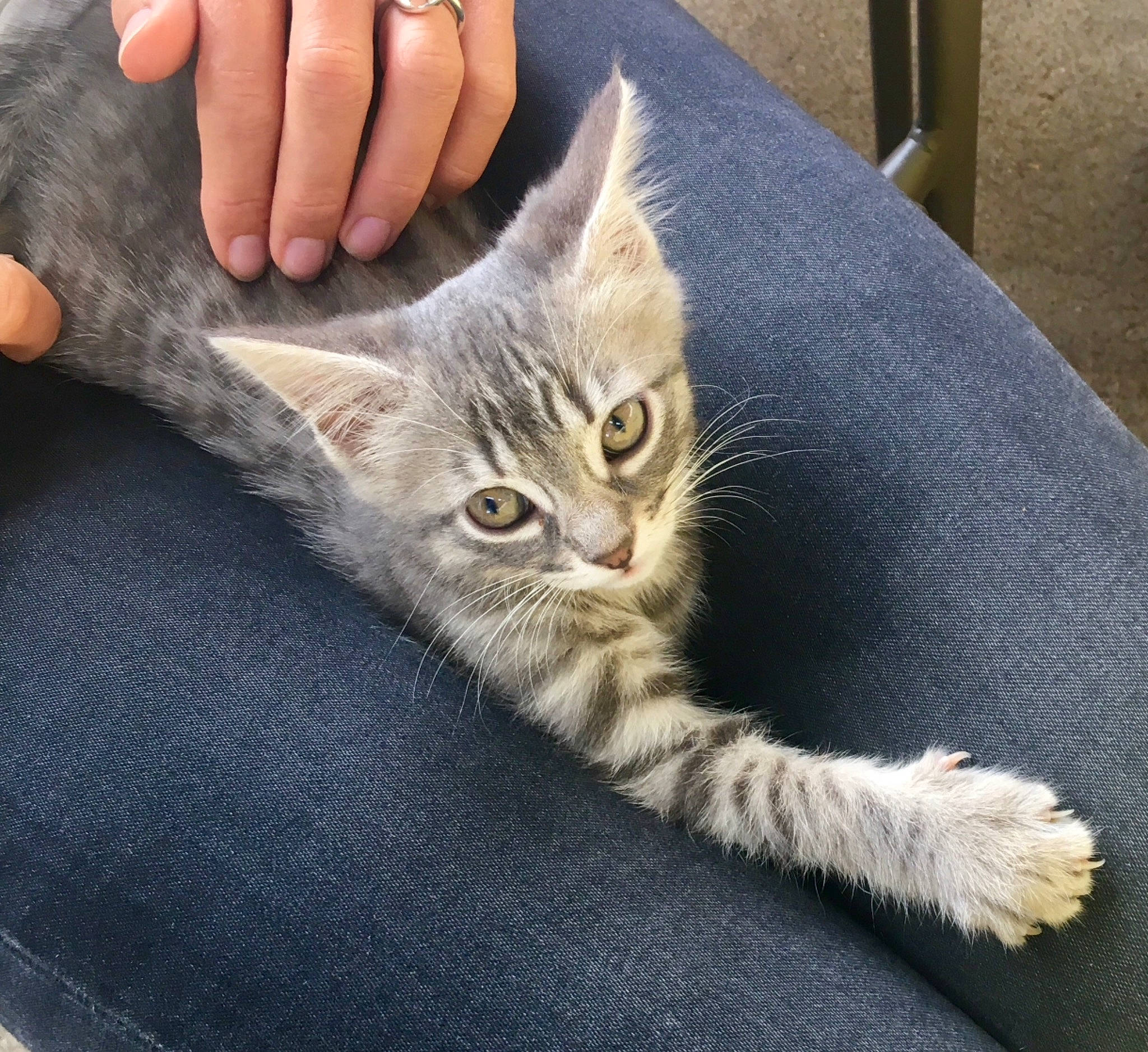 Plume a rejoint le concours — aidez-le/la à gagner de superbes lots ! asian, australian_mist, british_semi_longhair, carnivore, cat, claw, domestic_long_haired_cat, domestic_short_haired_cat, dragon_li, european_shorthair, fawn, felidae, kitten, mammal, nebelung, pixie_bob, polydactyl_cat, small_to_medium_sized_cats, tabby_cat, whiskers