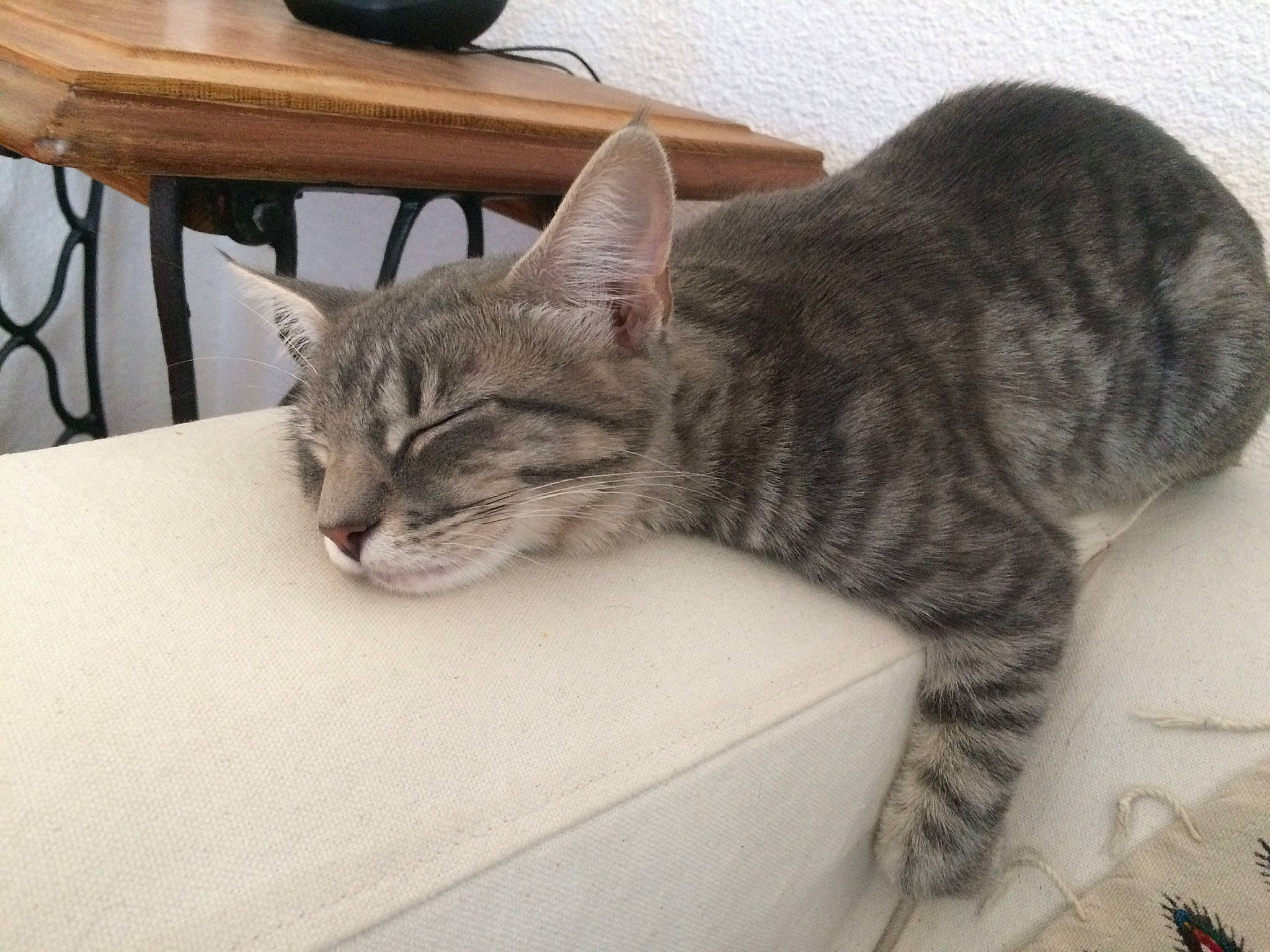 Plume participe au concours pour gagner de l'argent avec cette photo : american_shorthair, asian, australian_mist, california_spangled, carnivore, cat, domestic_short_haired_cat, dragon_li, ear, egyptian_mau, european_shorthair, felidae, kitten, mammal, nap, ocicat, small_to_medium_sized_cats, tabby_cat, whiskers