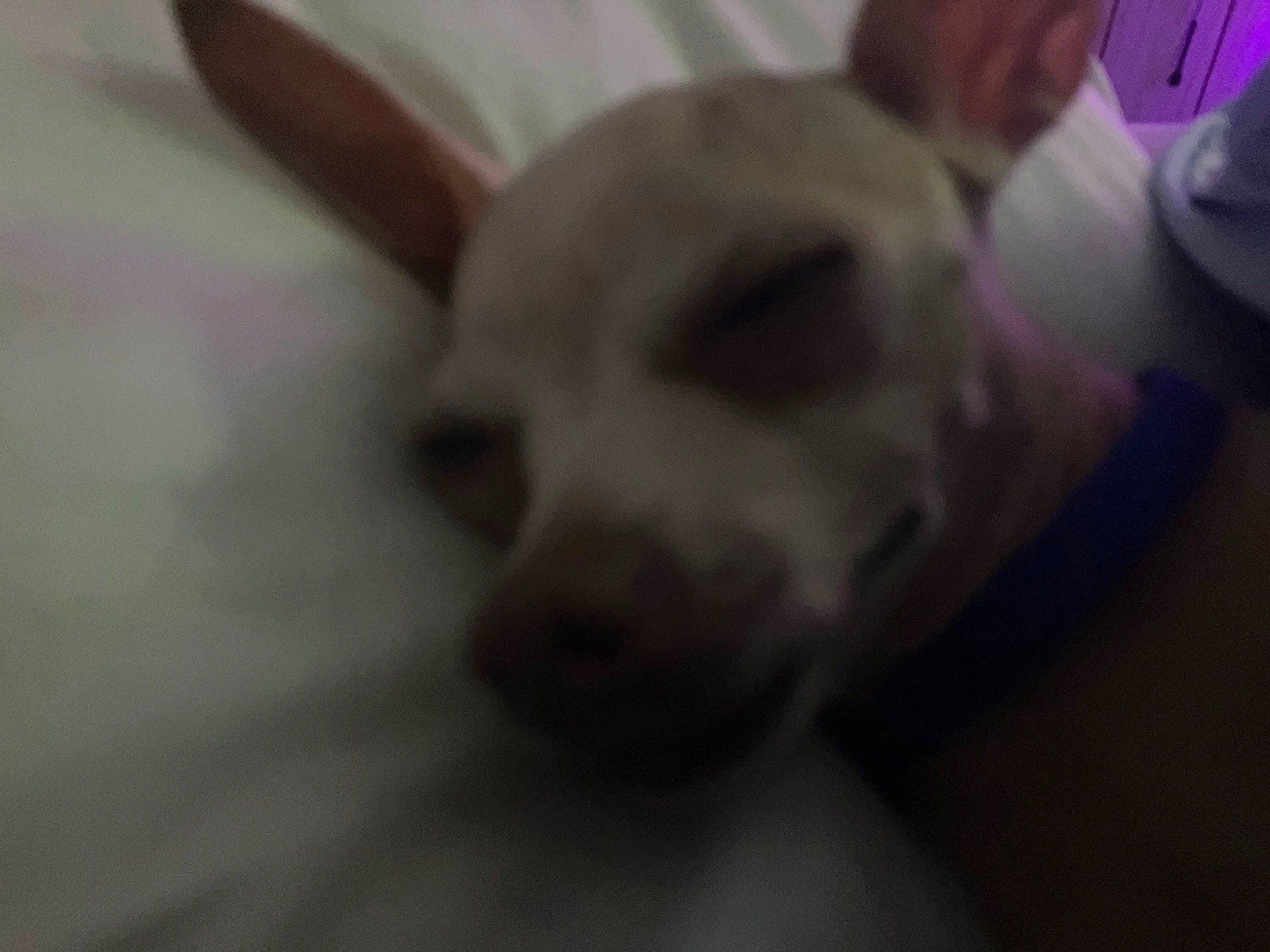 Bella joined the competition — help win amazing prizes! canidae, carnivore, companion_dog, corgi_chihuahua, dog, dog_breed, ear, fawn, fur, jaw, non_sporting_group, snout, sporting_group, toy_dog, whiskers, working_animal