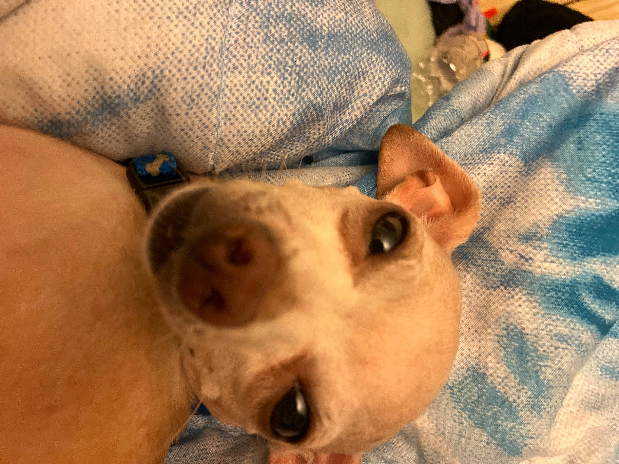 Bella joined the competition — help win amazing prizes! abdomen, canidae, carnivore, chest, close_up, comfort, companion_dog, dog, dog_breed, ear, fawn, fur, jaw, paw, selfie, snout, sporting_group, whiskers, working_animal, wrist