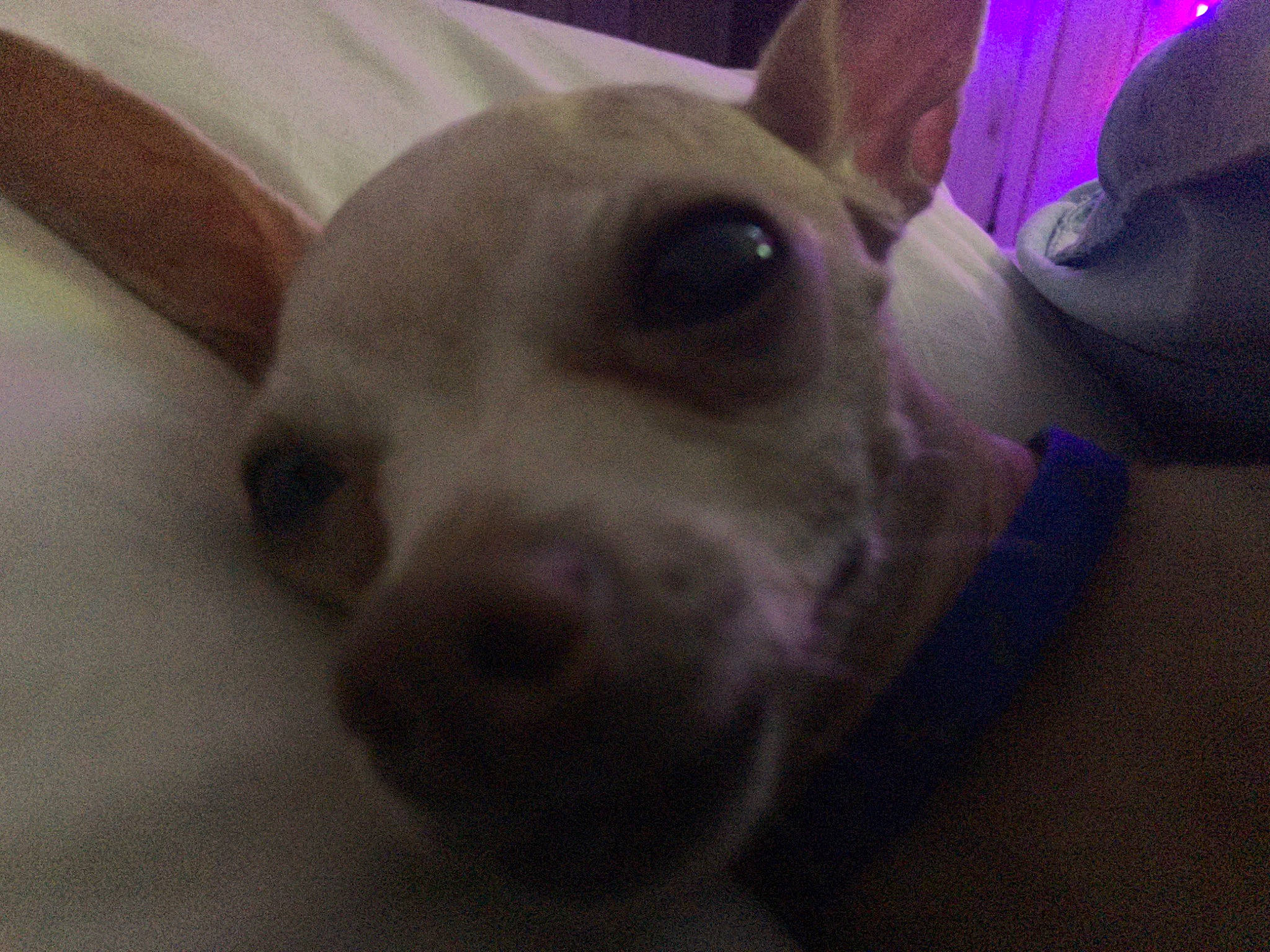 Bella is registered to the contest to win money with this photo: canidae, carnivore, comfort, companion_dog, corgi_chihuahua, dog, dog_breed, ear, fawn, fur, iris, jaw, non_sporting_group, paw, puppy_love, snout, sporting_group, toy_dog, whiskers, working_animal