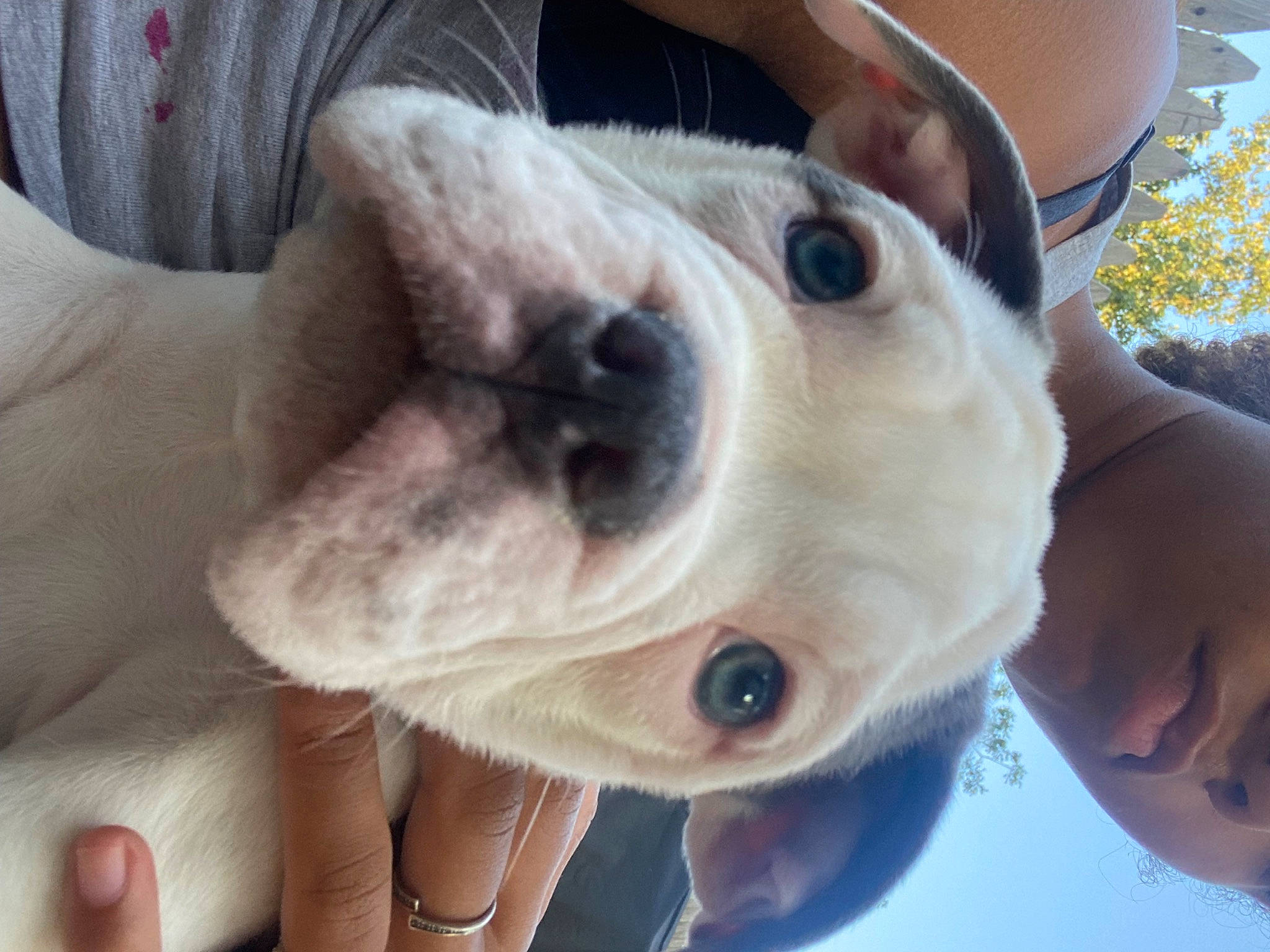 Remy is registered to the contest to win money with this photo: canidae, carnivore, companion_dog, dog, dog_breed, ear, eyewear, face, fawn, fur, happy, non_sporting_group, plant, puppy_love, selfie, snout, sporting_group, sunglasses, whiskers, working_animal